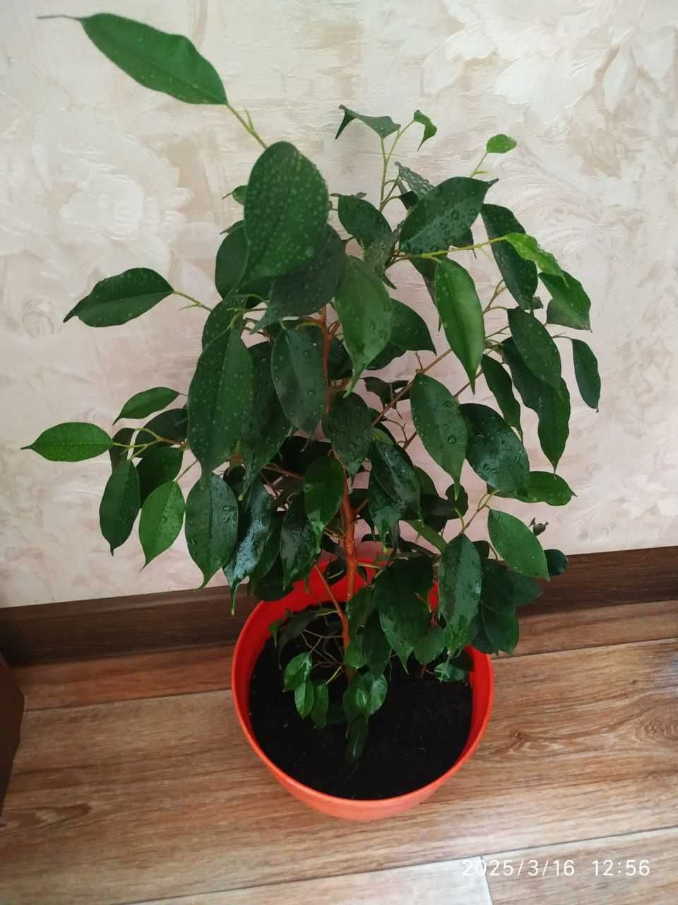 Фикус дерево Ficus
