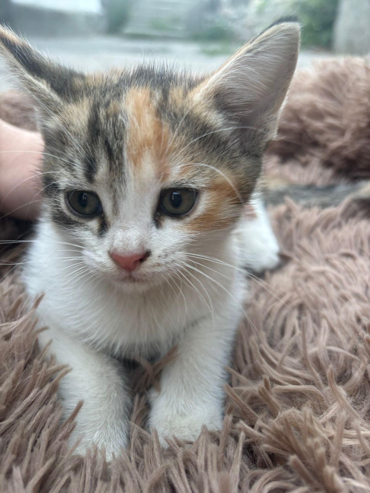 Котята домашние 2 месячные