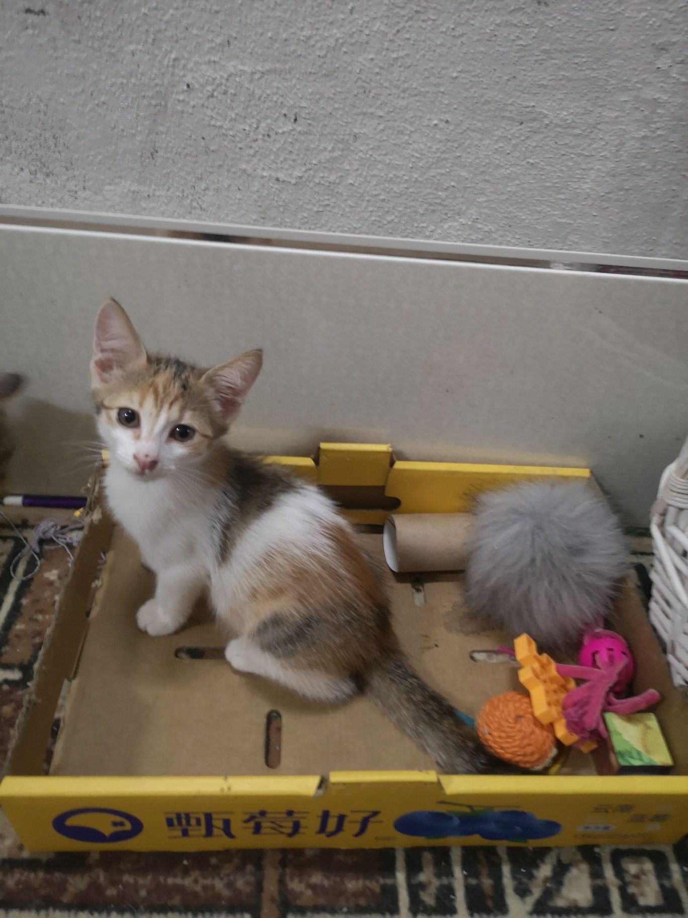 Котята на пристройство