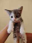 Отдам котёнка в хорошие руки