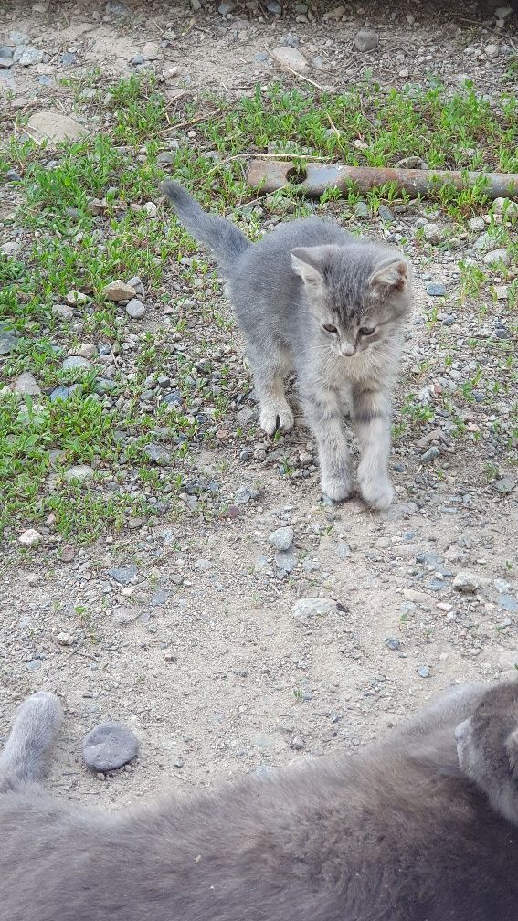 Отдам котят от русской голубой