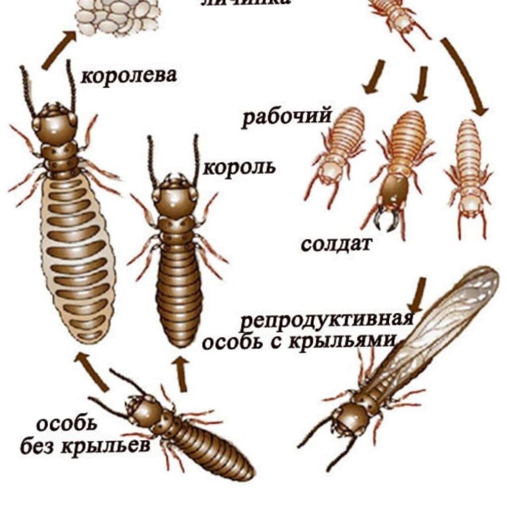 Термитке қарсы у (Антитермит приманка)