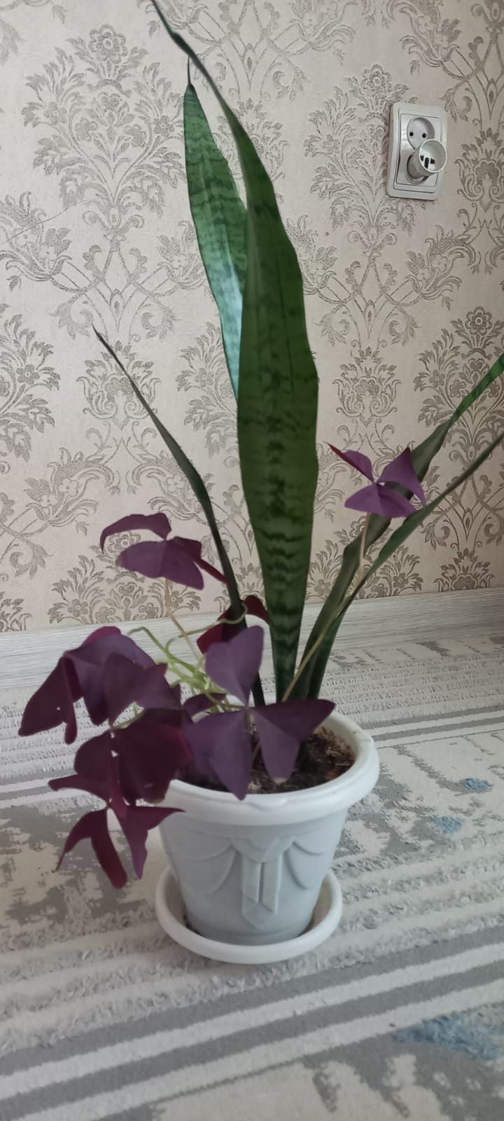 Растение для дома