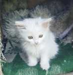 Отдам пушистого котёнка бесплатно