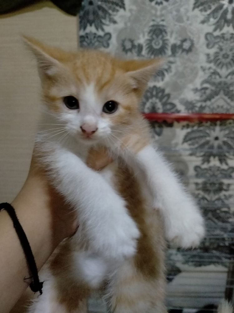 Котята бесплатно