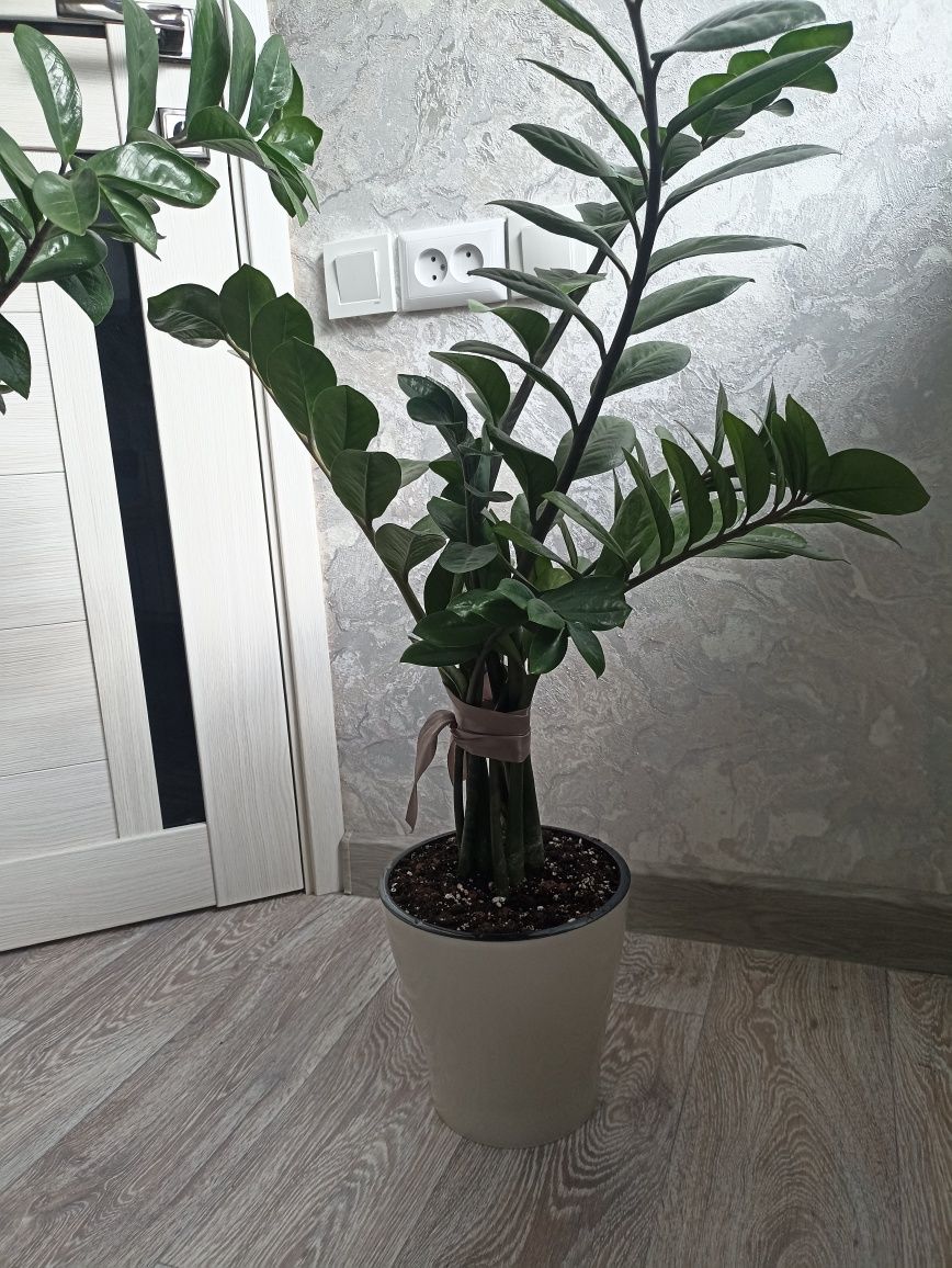 Продам земипкулькас,долоровое дерево..