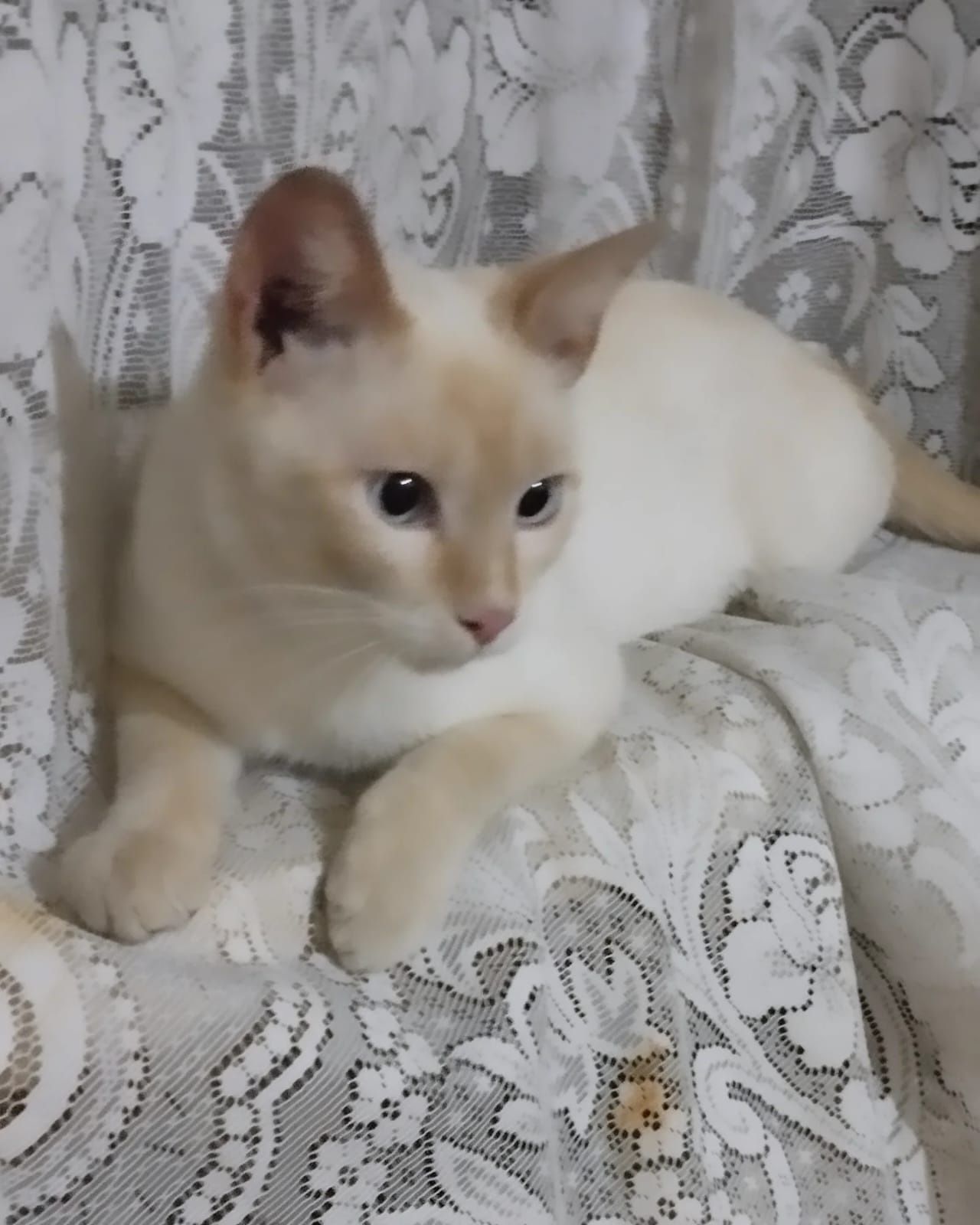 Котик ищет любящего хозяина