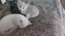 Котенки в добрые руки
