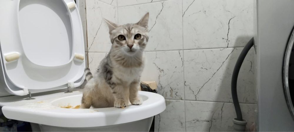 Отдам кота