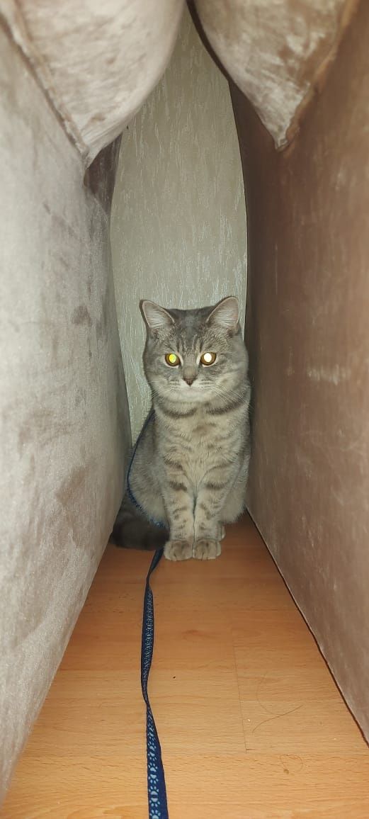 Кот отдаём бесплатно