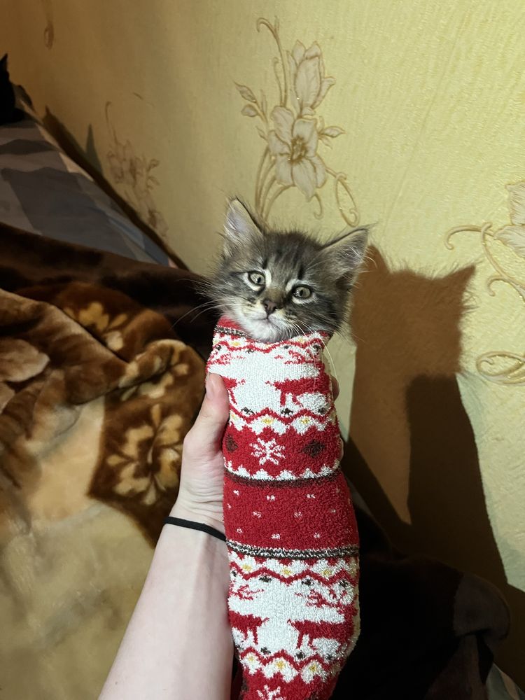 Отдам котенка в добрые руки