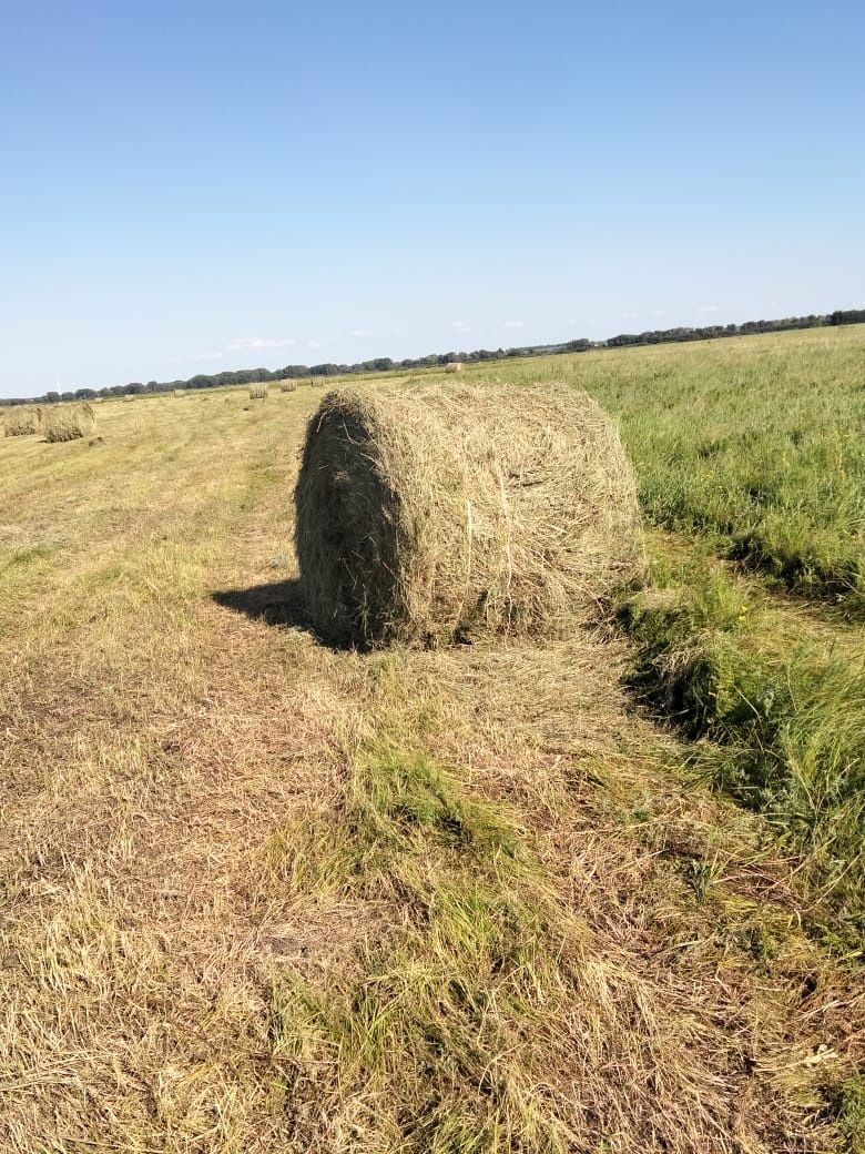 Продам сено. Или обмен на телят