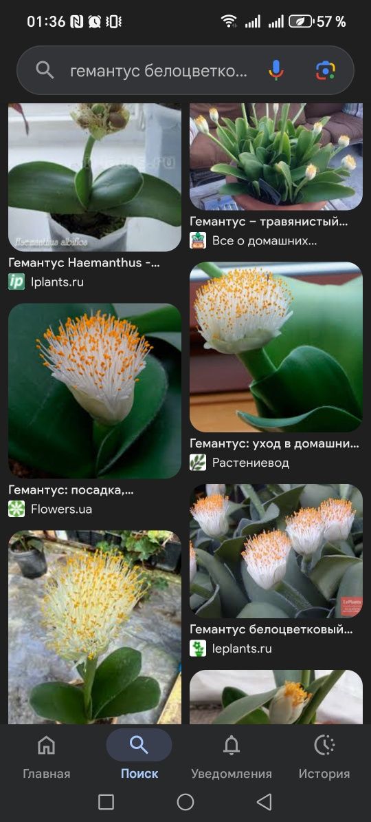 Детки суккулентов.