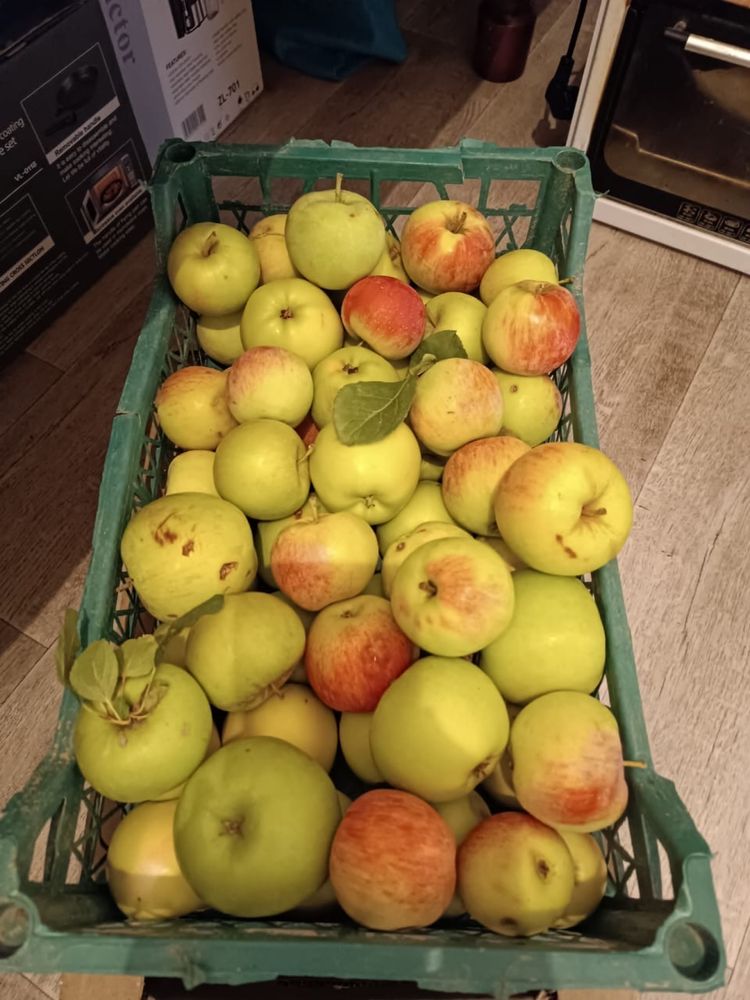 Alma яблока Apple