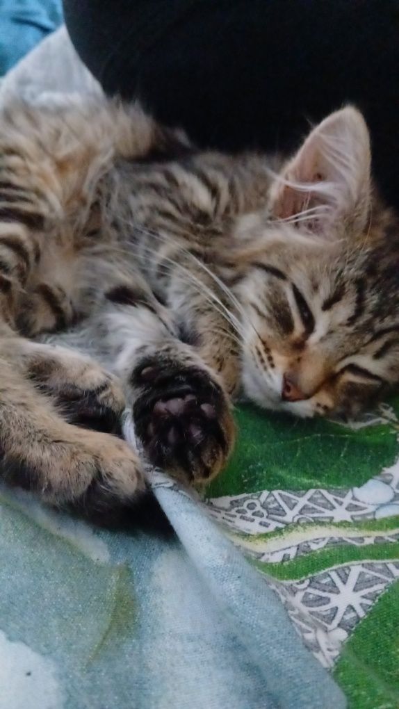 Отдам найденную кошку