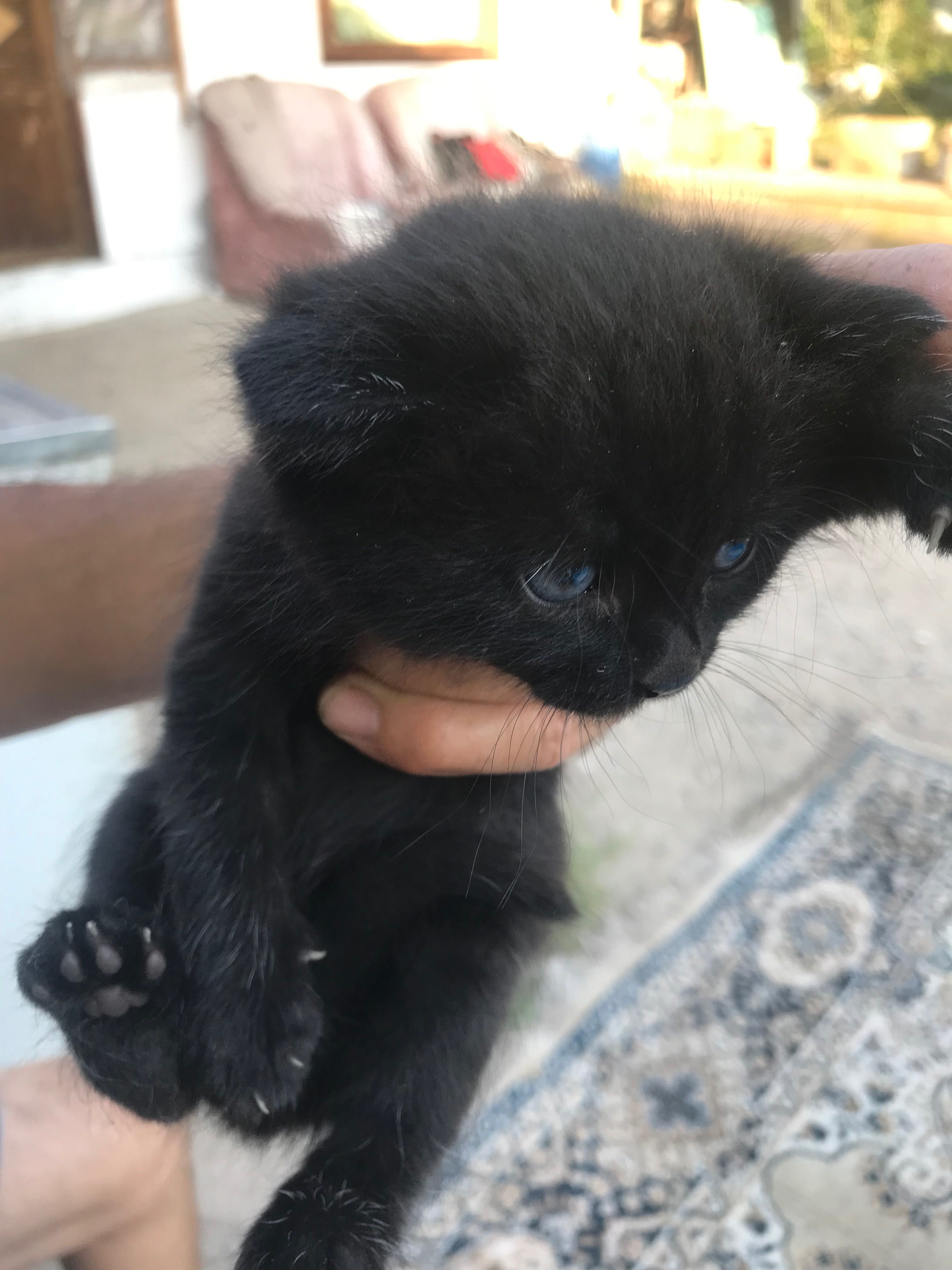 Продам котят крысоловов за символическую цену