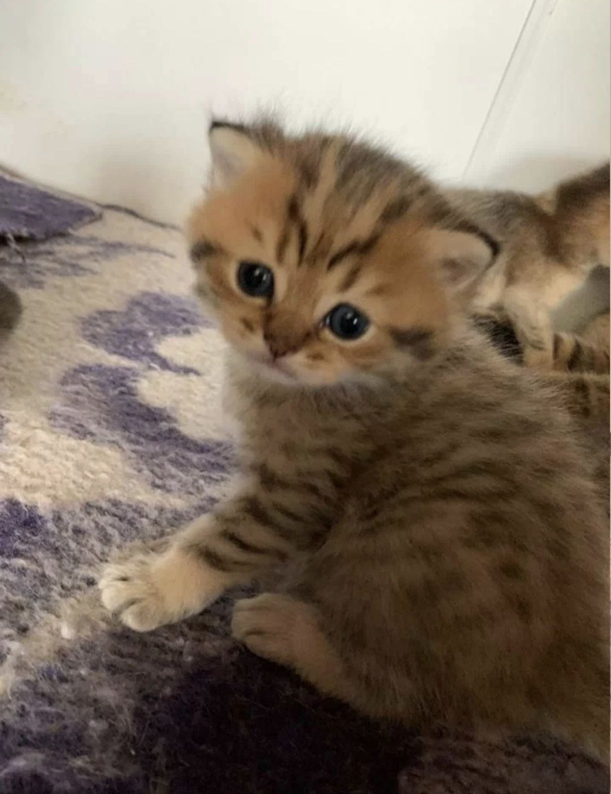 Британские котята