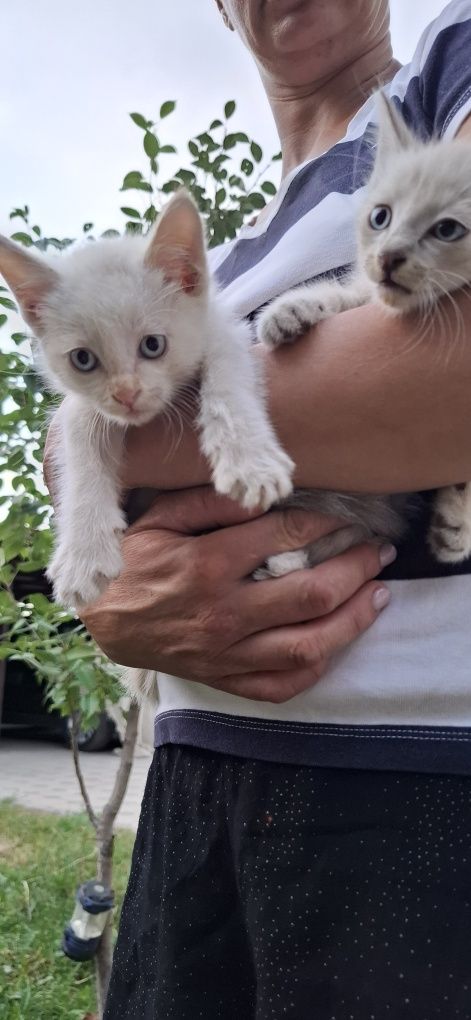 Котята в хорошие руки