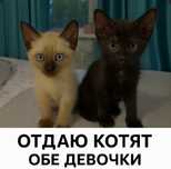 Отдам котят в хорошие руки!