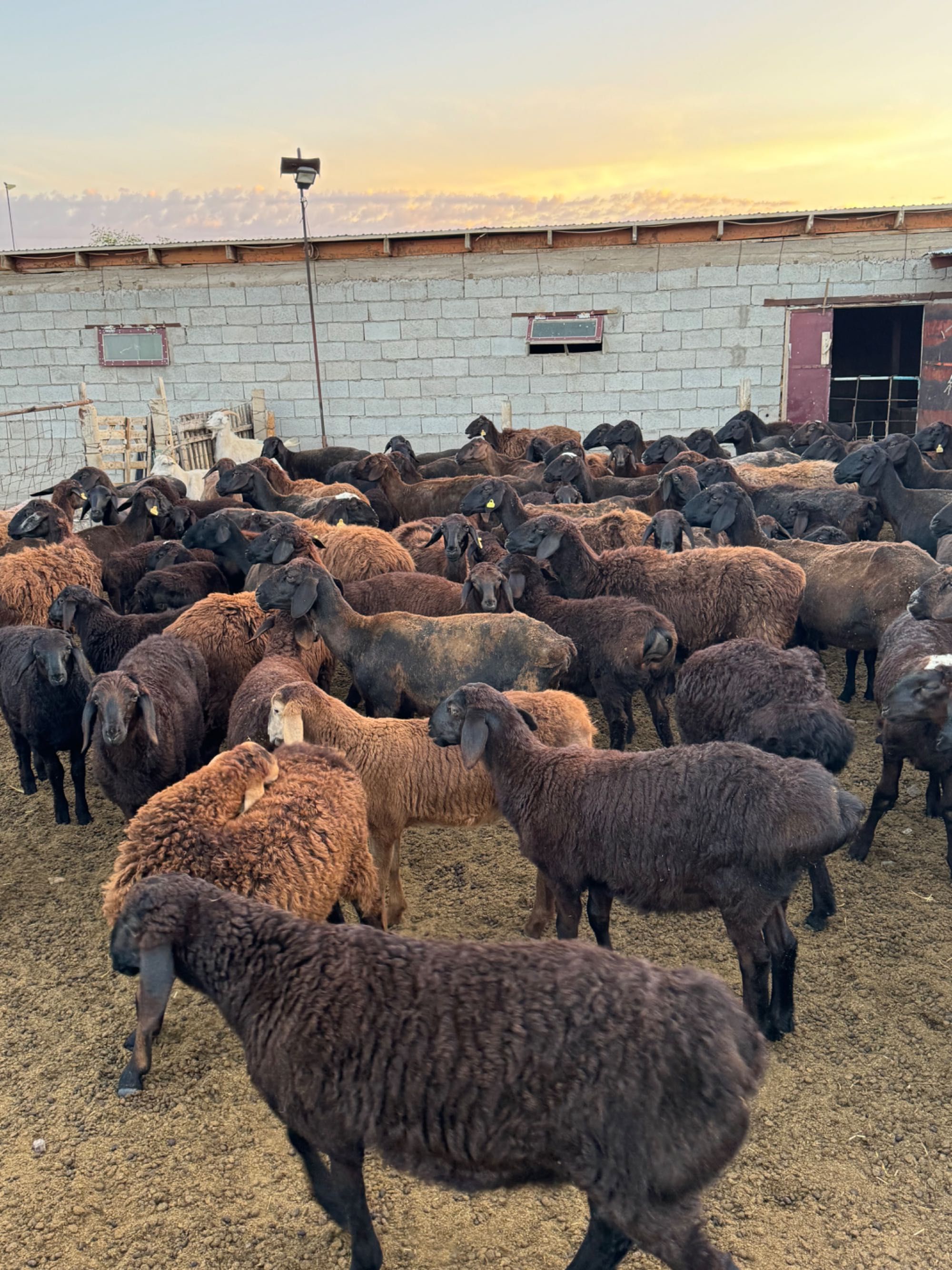 Продам Фазенду со скотом Алматинская обл. Село Курты