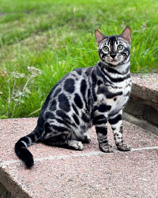 Серебряные! ОГРАНИЧЕНО! Silver bengals