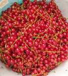 Продам красную смородину