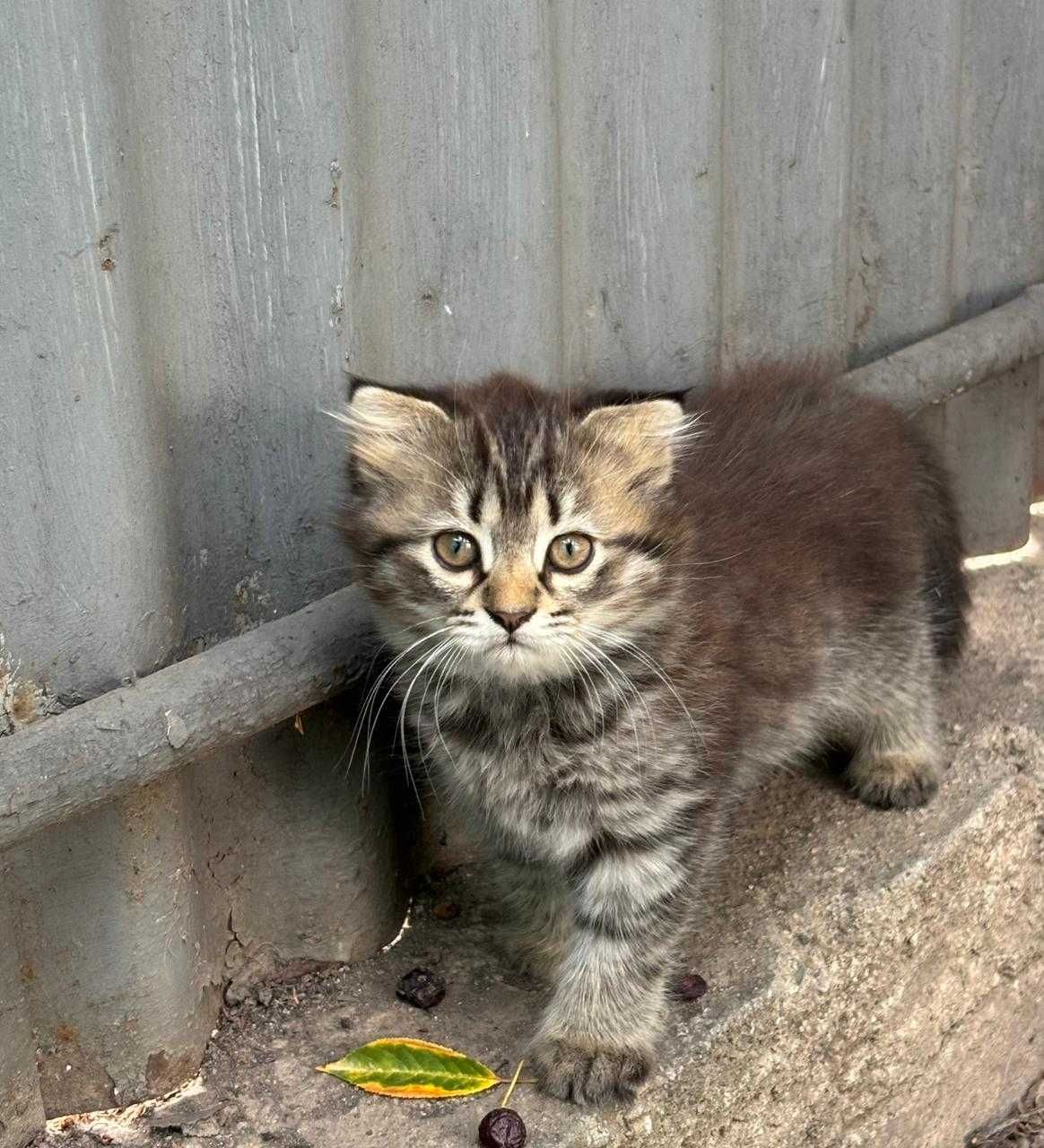 Продам 3 котенка