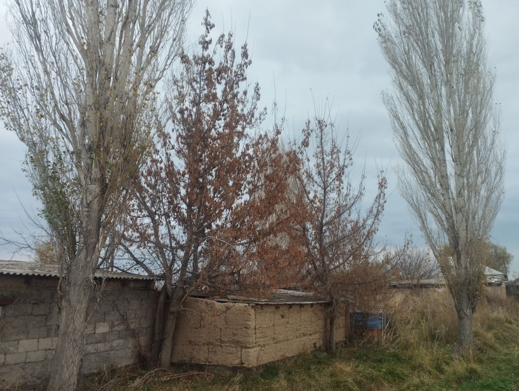 Бесплатно дерево