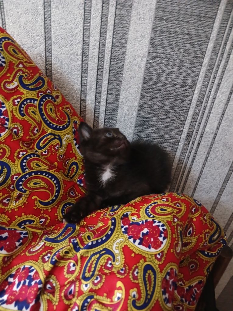 Отдам милого котенка