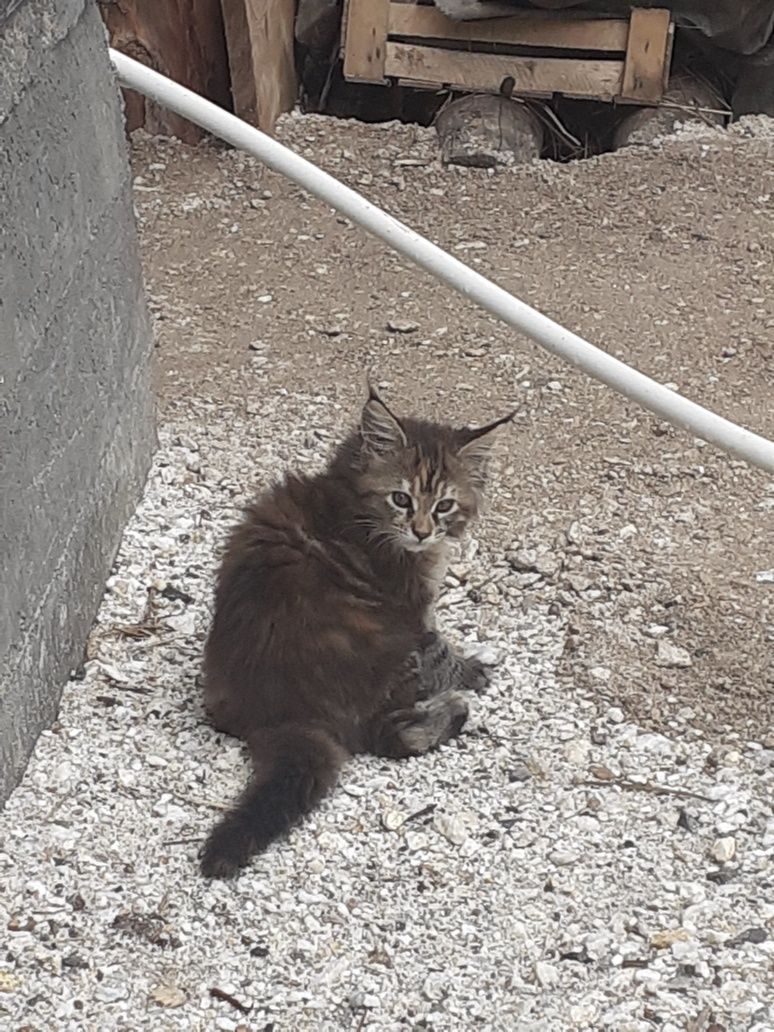 Продам котёнка  мейн куна
