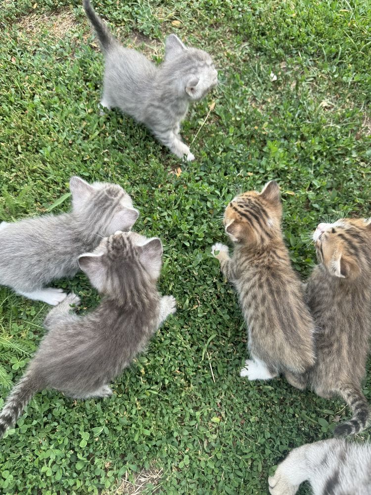 Отдам даром котята