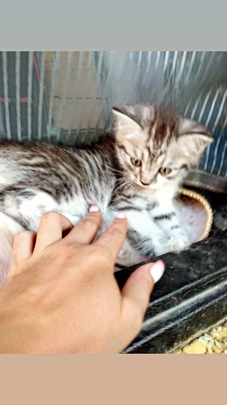 Котята страйты мальчики и девочки