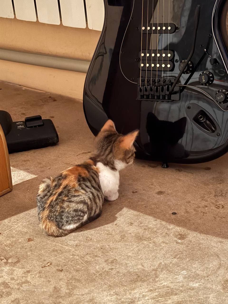 Котята ищут дом и хороших хозяев