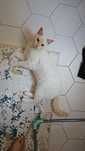 Отдам котёнка белого