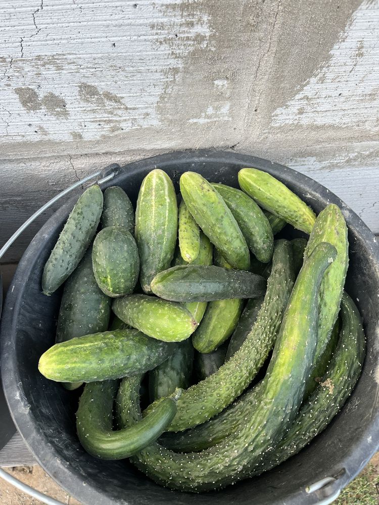 Продам огурцы разные,