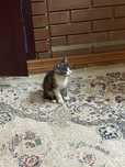 котята приучанные