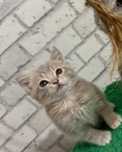 Шотландские котята, 1.5 мес цены от 15 и до 20 тыс