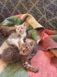 Отдам котят хорошие руки