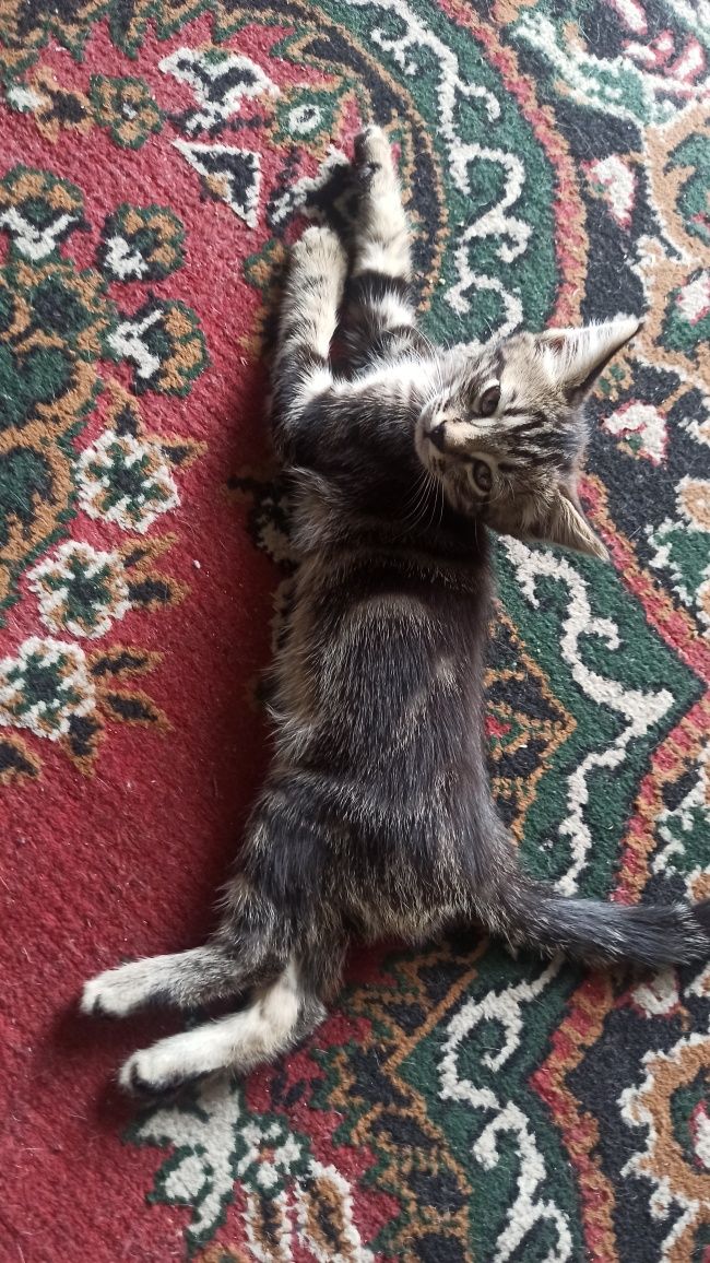 Отдам котят в добрые руки