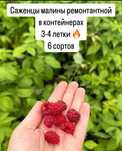 Саженцы ремонтантной малины