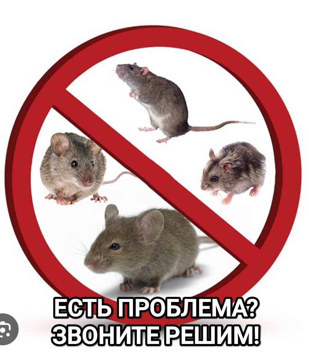 Профессиональная обработка д.е.з.и.н.ф.е.к.ц.и.я клопы тараканы мыши