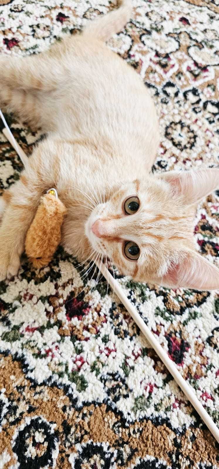 Котика в добрые руки