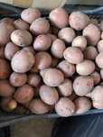 Продам домашнюю картошку