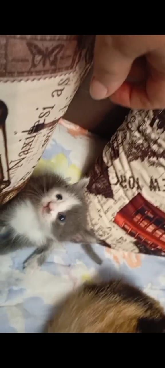 Отдам котят 2 месяца