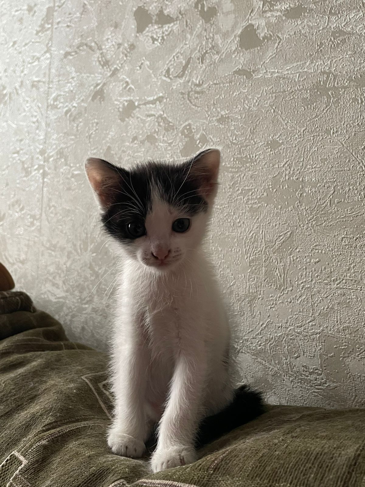 Кошечка крысыловка