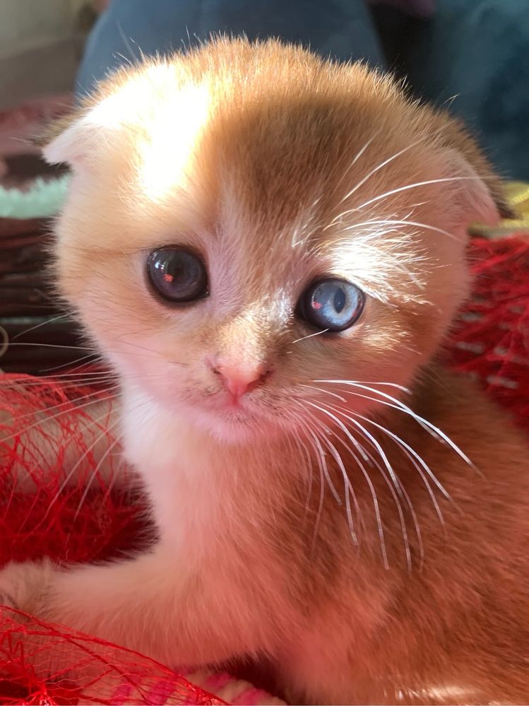 Продам шиншиллок шоу класса