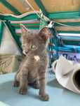 Котенок серый  бесплатно в хорошие руки