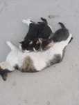 Бесплатно котенк
