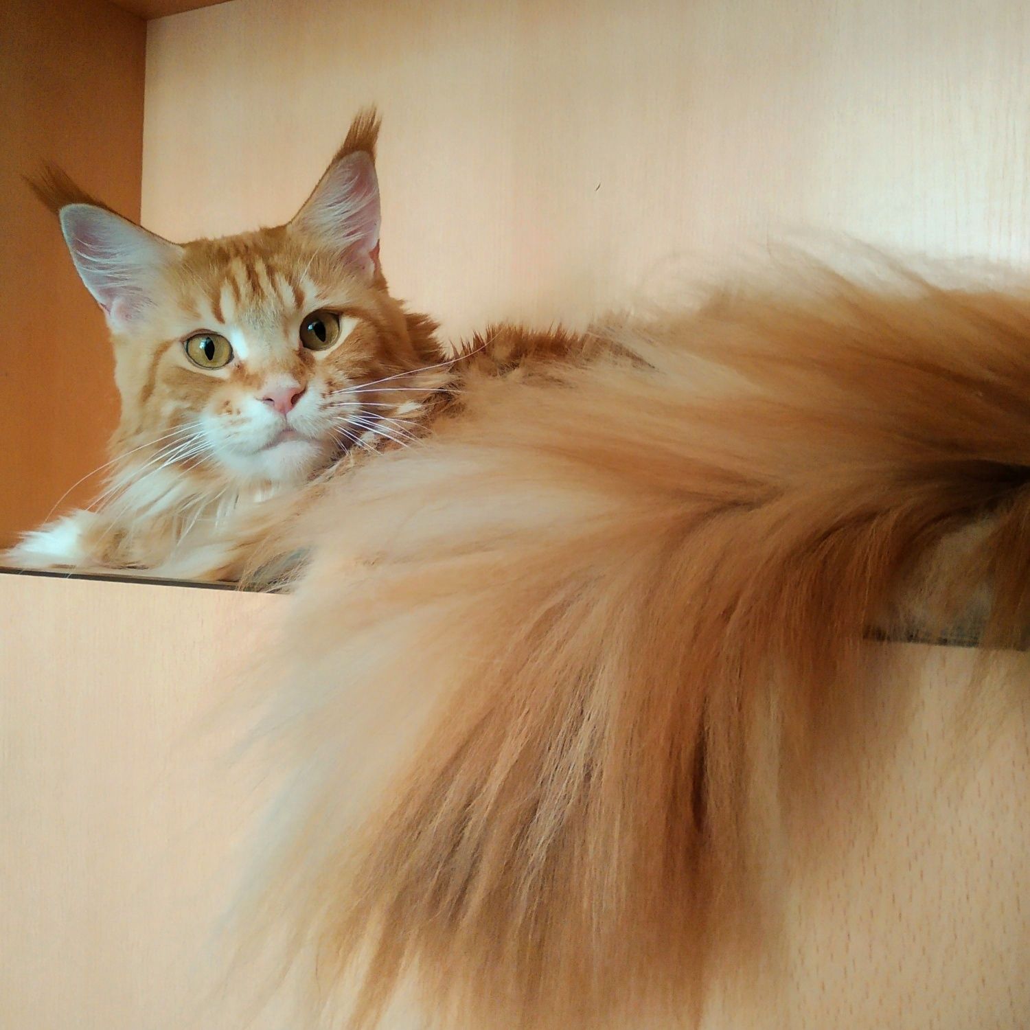 Роскошные кошки Мейн Кун выведенные из разведения Питомник Fluffy Tale