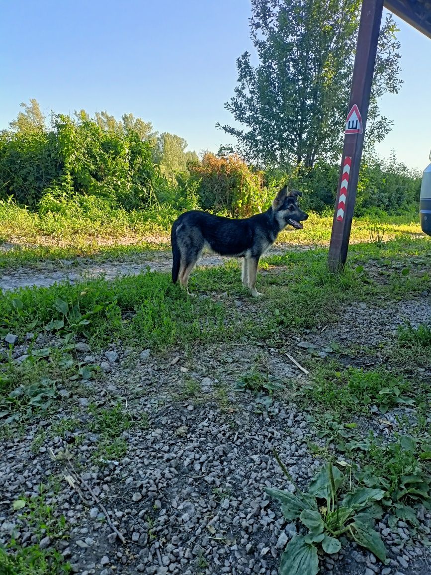 Отдам щенка овчарки.